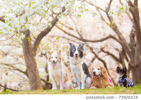 Wild cherry blossoms and four dogs Wild cherry blossoms and four dogs 73926319