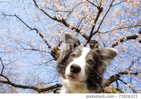 Yoshino cherry tree and black and white border collie Yoshino cherry tree and black and white border collie 73926331
