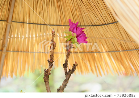 冷牡丹花 冷牡丹花 73926882