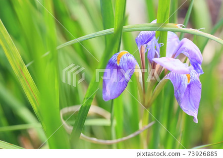 神崎鳶尾花 神崎鳶尾花 73926885
