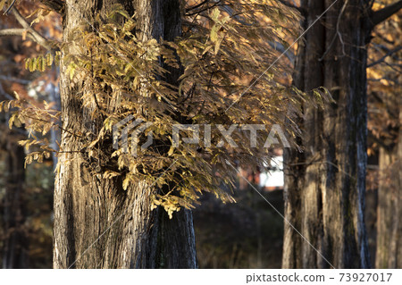 Metasequoia tree in the autumn sunlight 73927017