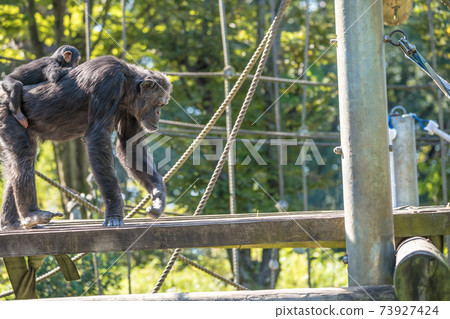 [多摩動物公園的黑猩猩] 73927424