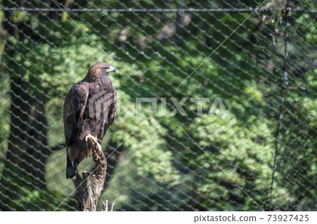 [Golden Eagle at Tama Zoo] 73927425