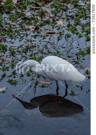 Egret in the park Egret in the park 73927600