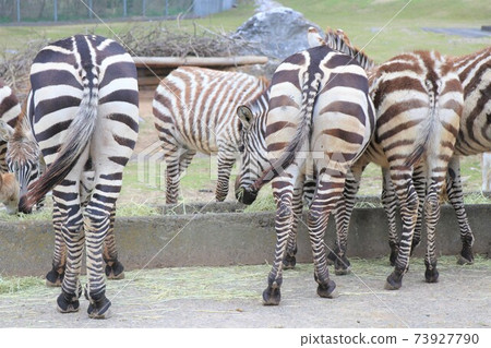 Back view of a grand zebra during a meal 73927790