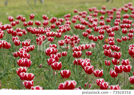 Red and white tulips blooming in the flowerbed of the park Red and white tulips blooming in the flowerbed of the park 73928358