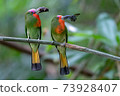 Parents of Red-bearded Bee-eater birds hold their prey to stand on the branches waiting to feed their babies at the nest. 73928407