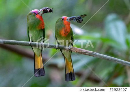 Parents of Red-bearded Bee-eater birds hold their prey to stand on the branches waiting to feed their babies at the nest. Parents of Red-bearded Bee-eater birds hold their prey to stand on the branches waiting to feed their babies at the nest. 73928407