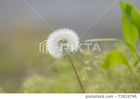 春季領域的蒲公英絨毛 春季領域的蒲公英絨毛 73928746