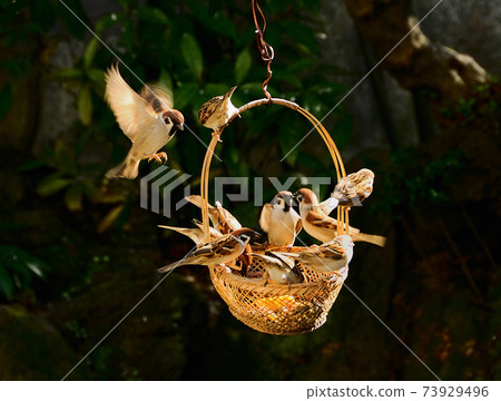 Fight of little birds over the feeding ground 73929496