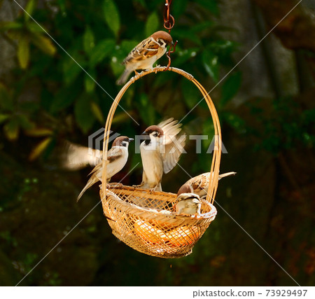 Fight of little birds over the feeding ground Fight of little birds over the feeding ground 73929497