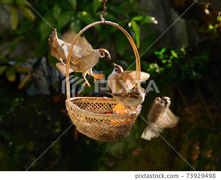 Fight of little birds over the feeding ground Fight of little birds over the feeding ground 73929498