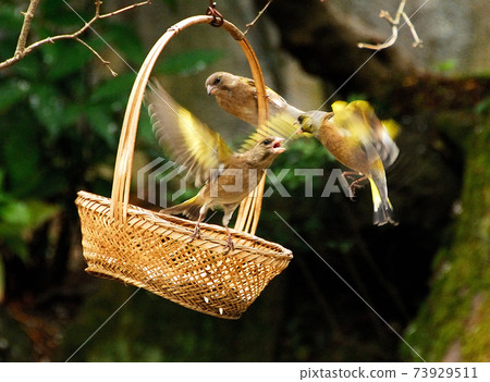 Fight of little birds over the feeding ground Fight of little birds over the feeding ground 73929511