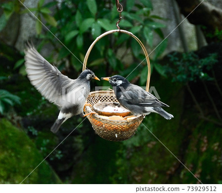 Fight of little birds over the feeding ground Fight of little birds over the feeding ground 73929512