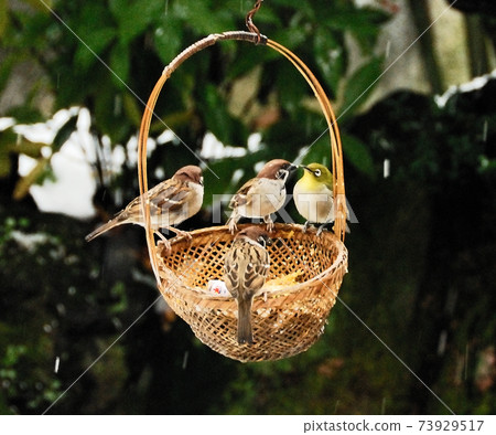 Fight of little birds over the feeding ground Fight of little birds over the feeding ground 73929517