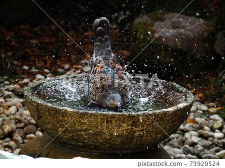 Fight of little birds over the feeding ground 73929524