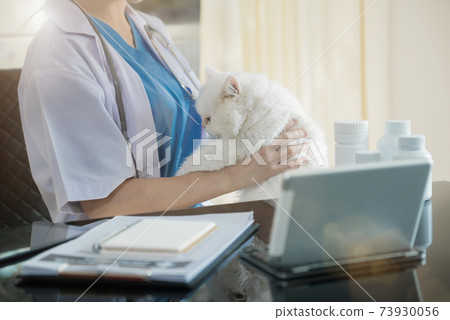 Female veterinary doctor using stethoscope for kitten. veterinary clinic. Female veterinary doctor using stethoscope for kitten. veterinary clinic. 73930056