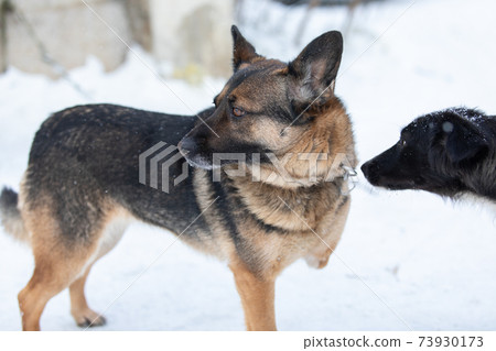 Disabled black dog with three legs in outdoors Disabled black dog with three legs in outdoors 73930173