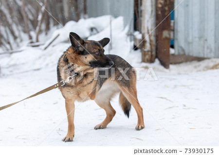 Disabled dog. Homeless dog that is missing one front leg Disabled dog. Homeless dog that is missing one front leg 73930175