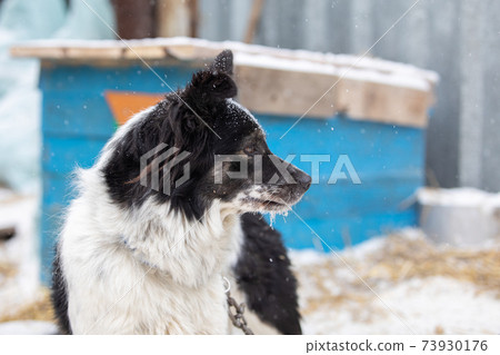 stray dog black and white in outdoor shelter 73930176