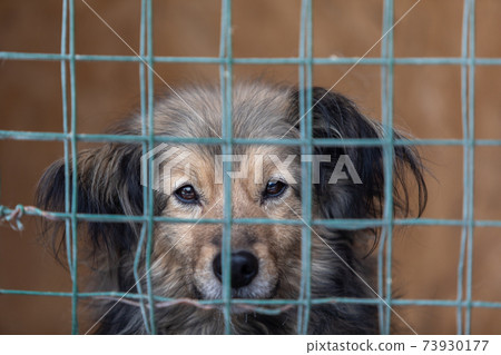 Closeup of dog puppy looking through bars of cage Closeup of dog puppy looking through bars of cage 73930177