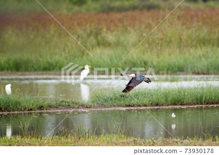 Beautiful adult male Knob-billed duck or African comb duck, low angle view, side shot, in the morning spread wings and flying over the wild swamp in tropical moist rainforest, southern Thailand. Beautiful adult male Knob-billed duck or African comb duck, low angle view, side shot, in the morning spread wings and flying over the wild swamp in tropical moist rainforest, southern Thailand. 73930178
