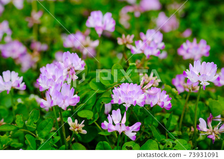Astragalus flowers blooming in the spring field Astragalus flowers blooming in the spring field 73931091