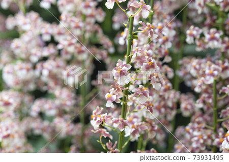 Oncidium Beaujolais Oncidium Beaujolais 73931495