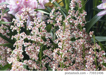 Oncidium Beaujolais Oncidium Beaujolais 73931496