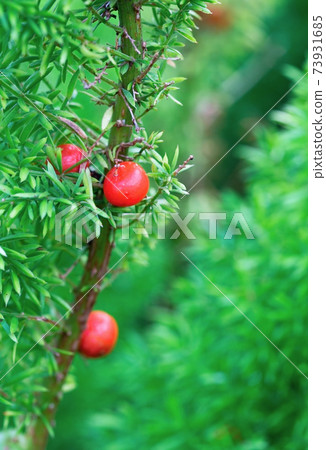 green plant with small red berries Yew green plant with small red berries Yew 73931685