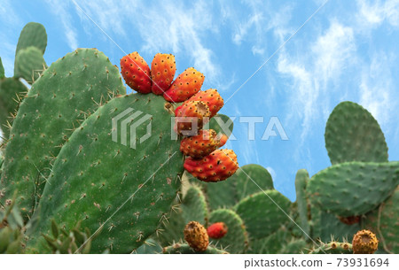 green cactus with red fruit 73931694