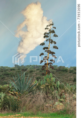 Tall plant against the background of a beautiful cloud Tall plant against the background of a beautiful cloud 73931696