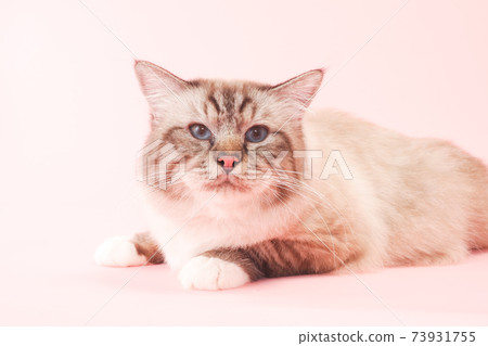 Blue-eyed cat (Birman) 73931755