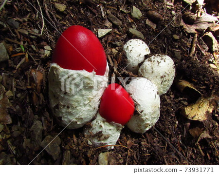 Southern Alps Tamagotake 73931771