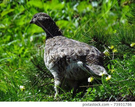 南阿爾卑斯山松雞 73931786