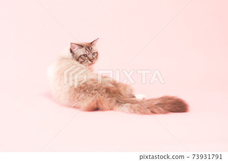 Blue-eyed cat turned around (Birman) 73931791