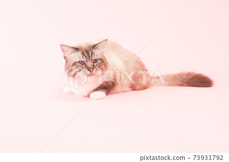 Blue-eyed cat (Birman) 73931792