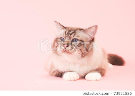Blue-eyed cat (Birman) Blue-eyed cat (Birman) 73931826