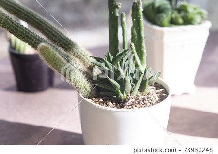 陽光多肉植物和仙人掌種植 73932248