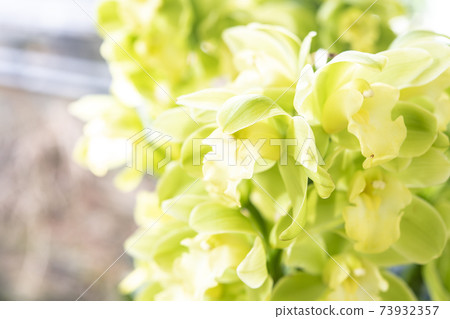 Cymbidium "Green Smile" 73932357