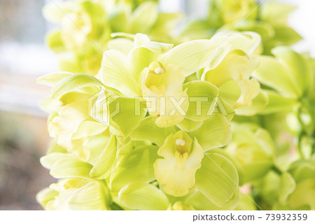 Cymbidium "Green Smile" 73932359