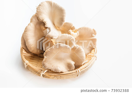 Himalayan oyster mushroom Himalayan oyster mushroom 73932388