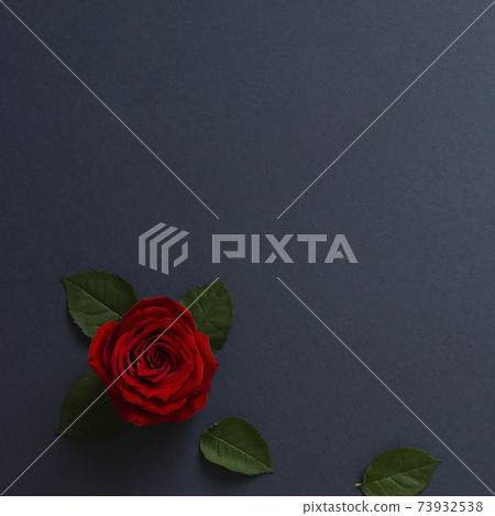 Red rose and dark blue background material. Celebration, events, weddings, Christmas, Valentine's Day, Mother's Day and more. 73932538