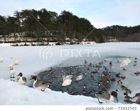 Niigata Prefecture Ijimino Park Swan 73932543