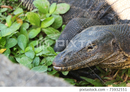 Profile up of Omizu lizard Profile up of Omizu lizard 73932551