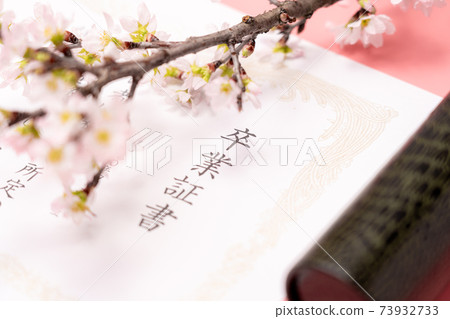 Diploma, round tube and cherry blossoms Diploma, round tube and cherry blossoms 73932733