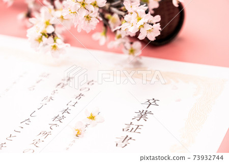 Diploma, round tube and cherry blossoms Diploma, round tube and cherry blossoms 73932744