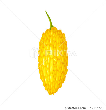 Momordica Charantia or Bitter Melon with Skin as Tropical Edible Fruit Vector Illustration Momordica Charantia or Bitter Melon with Skin as Tropical Edible Fruit Vector Illustration 73932773