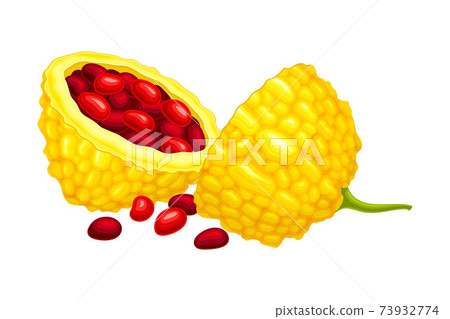 Halved Momordica Charantia or Bitter Melon with Exposed Seeds Covered with Red Pulp as Tropical Edible Fruit Vector Illustration Halved Momordica Charantia or Bitter Melon with Exposed Seeds Covered with Red Pulp as Tropical Edible Fruit Vector Illustration 73932774
