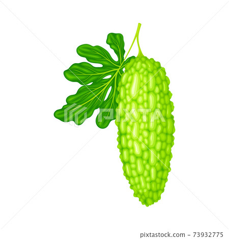 Green Bitter Gourd or Momordica Charantia as Tropical Edible Fruit Vector Illustration Green Bitter Gourd or Momordica Charantia as Tropical Edible Fruit Vector Illustration 73932775